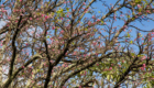 Florada das Cerejeiras (6)