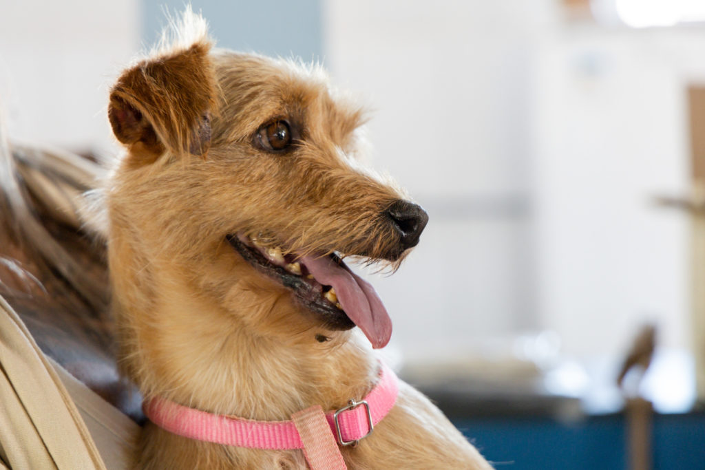 Castração Vila Reis 006