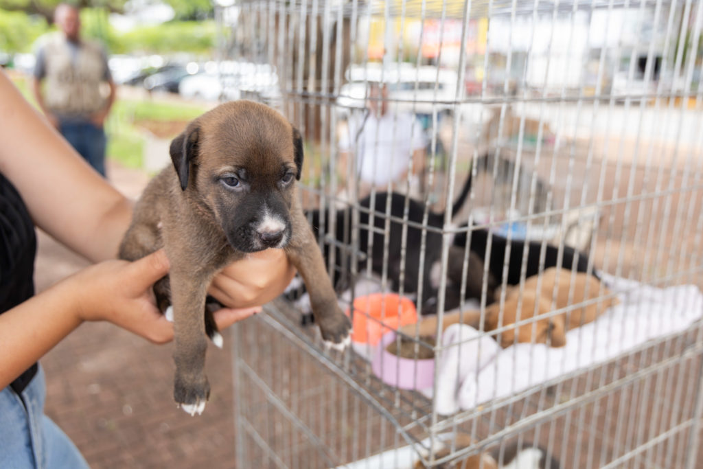 doações de cachorro01