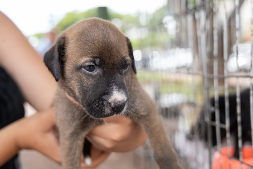 doações de cachorro02