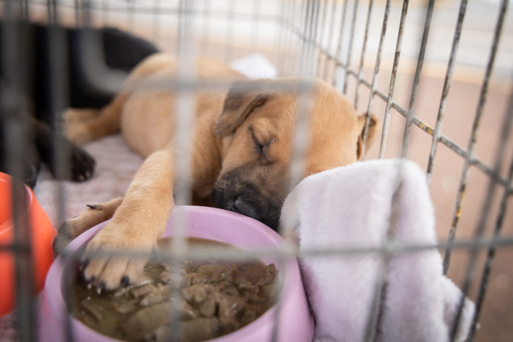 doações de cachorro03