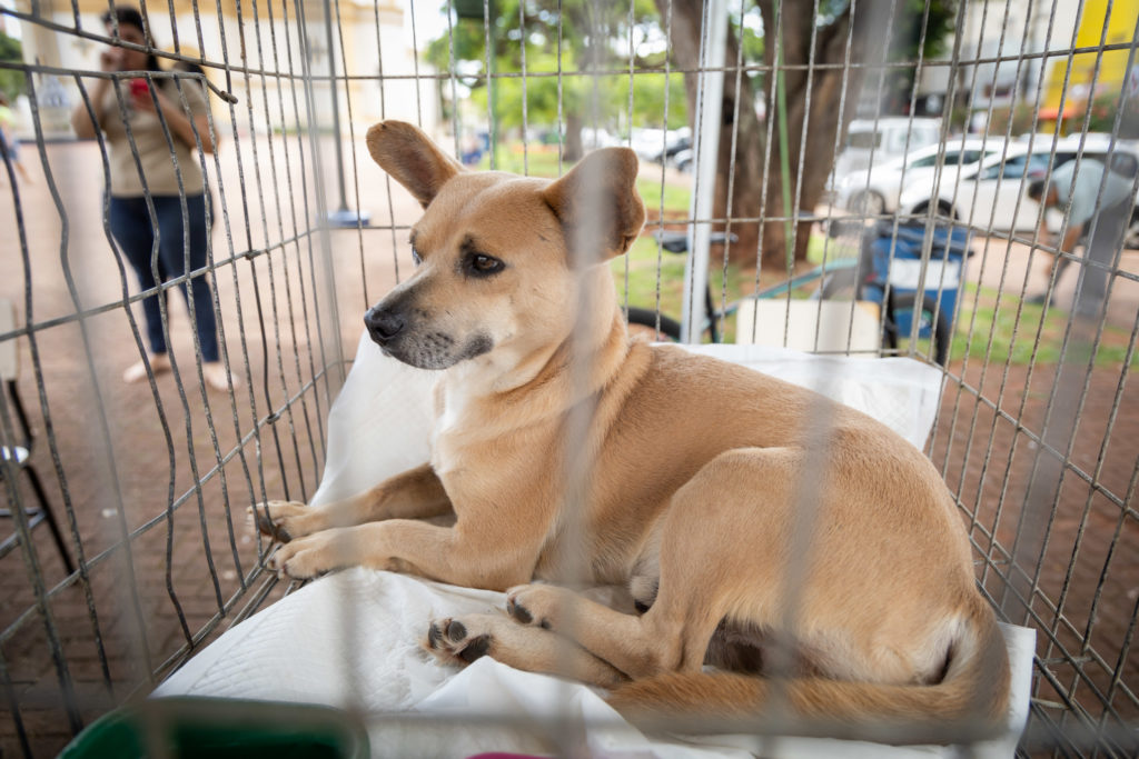 doações de cachorro04