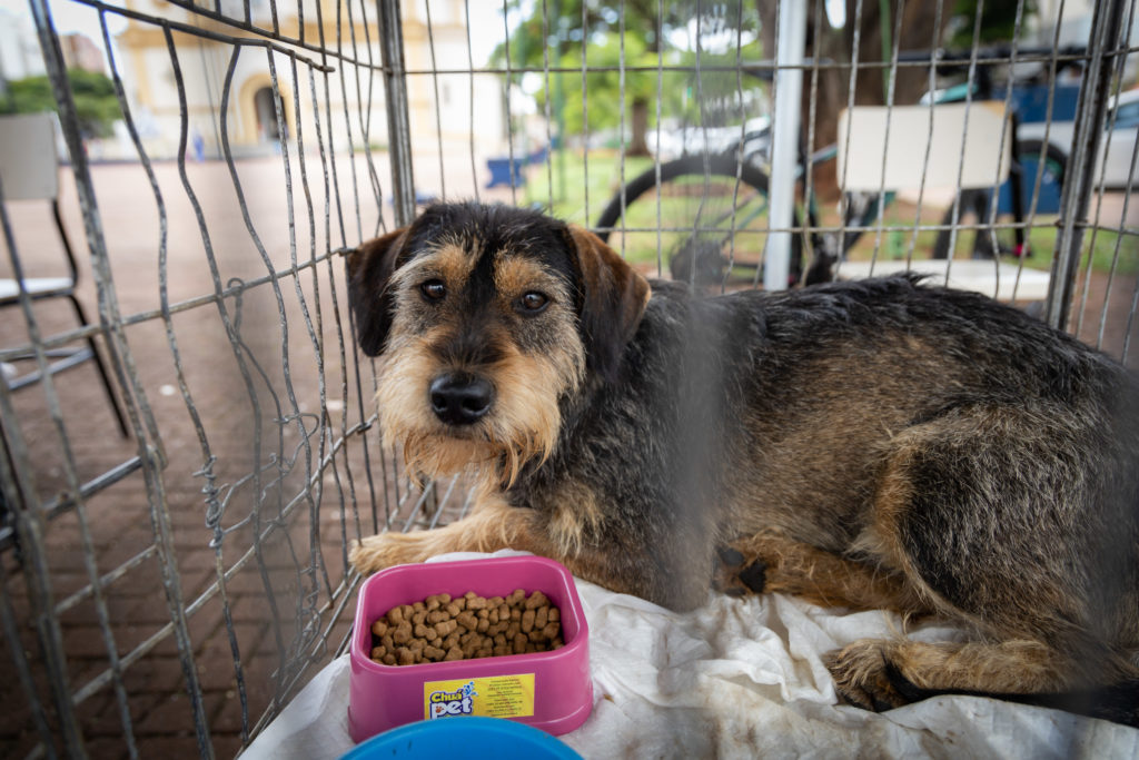 doações de cachorro05