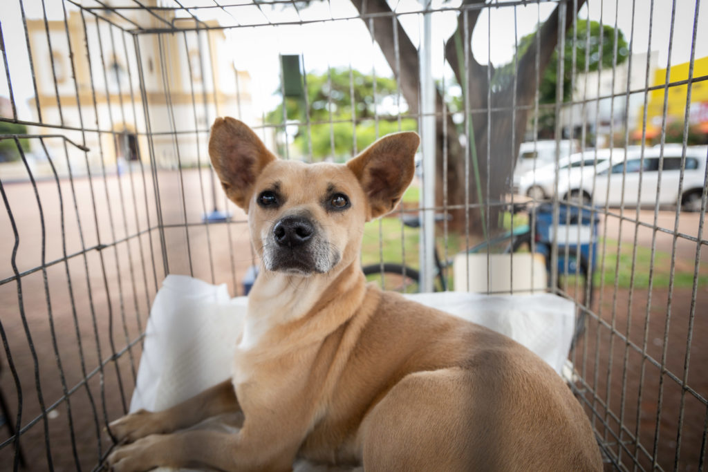 doações de cachorro06