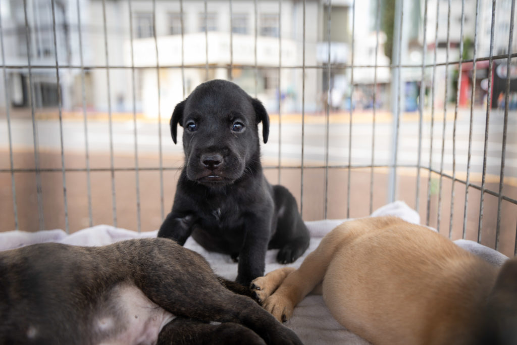 doações de cachorro07