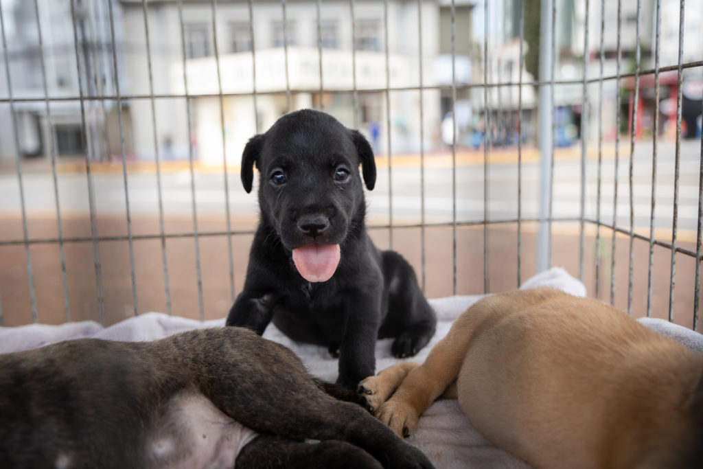 doações de cachorro08