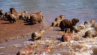 capivara morta p.q da raposa (1)