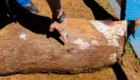 capivara morta p.q da raposa (11)