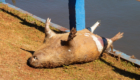 capivara morta p.q da raposa (4)
