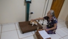 castração de gato (14)
