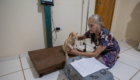 castração de gato (30)