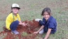 limpeza e plantio Parque da Raposa (1)