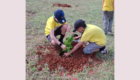 limpeza e plantio Parque da Raposa (12)