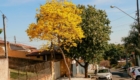 Arborização (1)