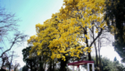 Arborização (4)