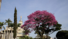 Arborização (6)