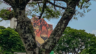 Arborização (8)