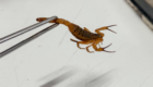 Escorpião010