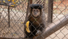 macacos (3)