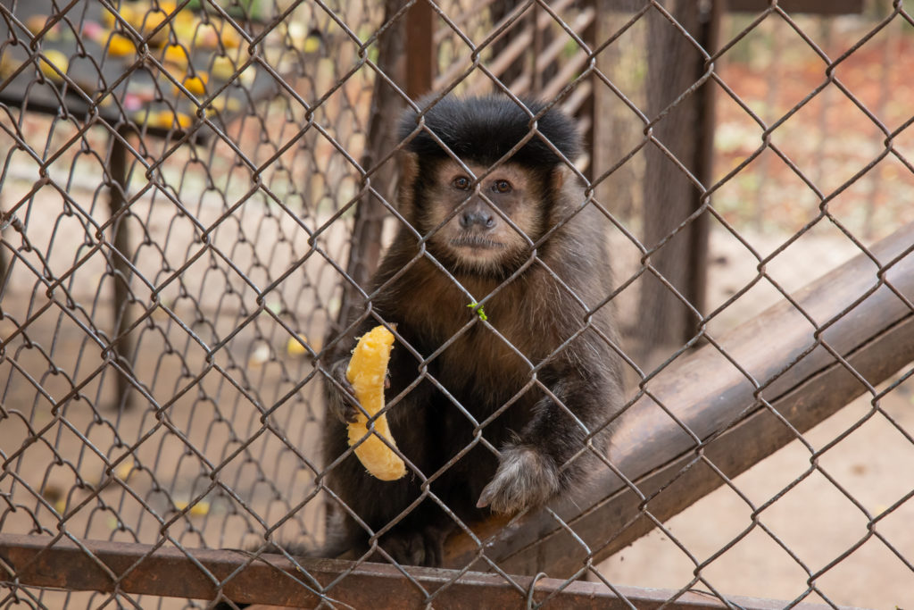 macacos (3) macacos (3)