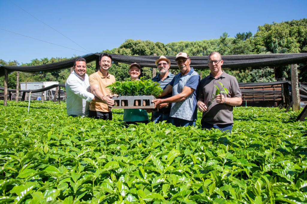 26-01-2026_mudas_de_cafe-13