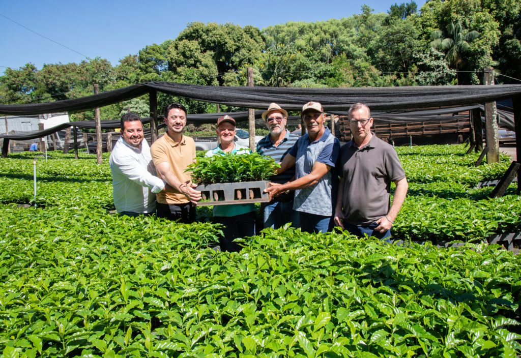 26-01-2026_mudas_de_cafe-19