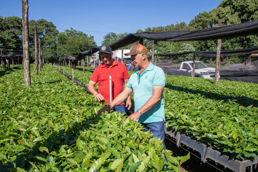 26-01-2026_mudas_de_cafe-52