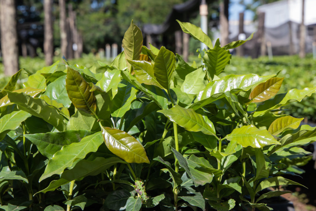 26-01-2026_mudas_de_cafe-63