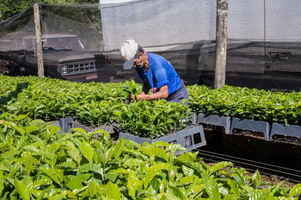 26-01-2026_mudas_de_cafe-68