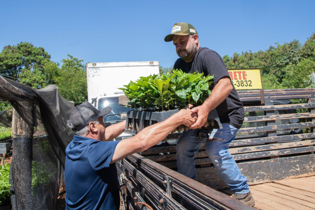 26-01-2026_mudas_de_cafe-7