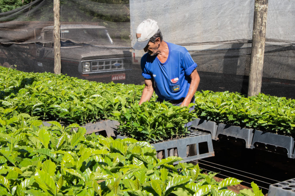 26-01-2026_mudas_de_cafe-71