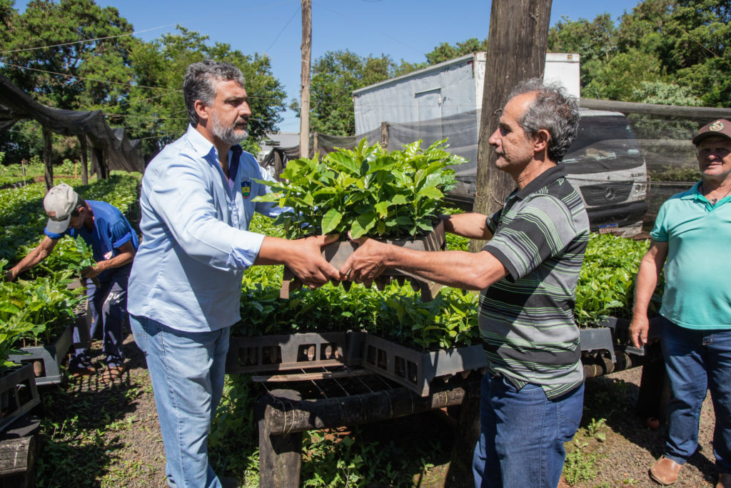 26-01-2026_mudas_de_cafe-9