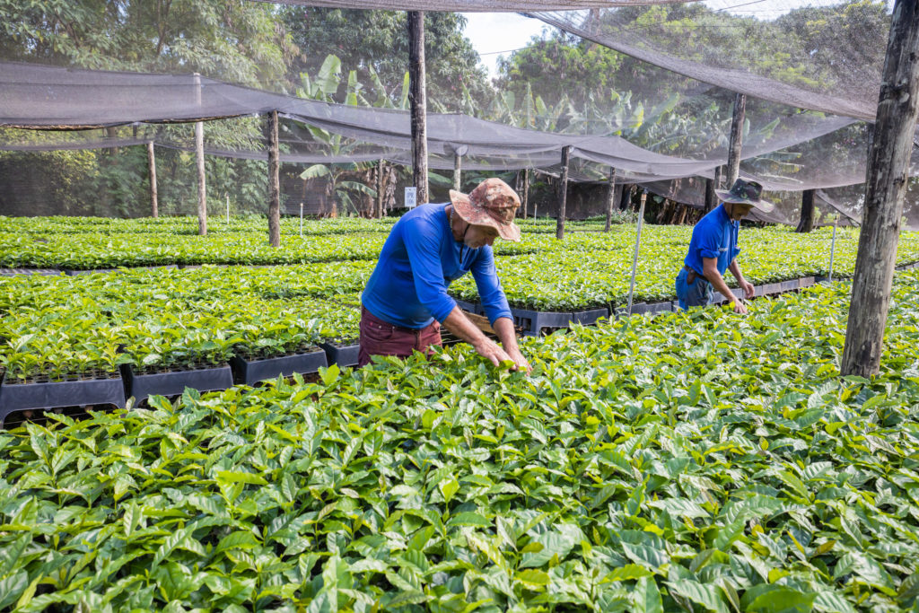 Mudas de Café-19