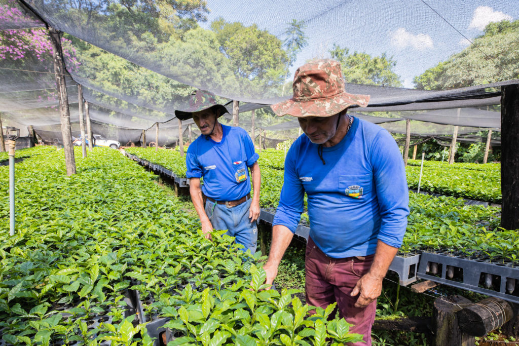 Mudas de Café-21