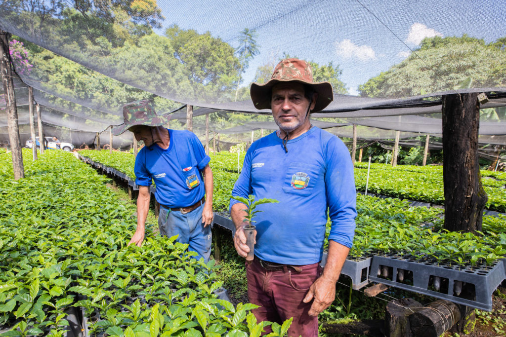 Mudas de Café-23