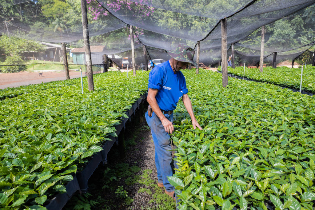 Mudas de Café-28