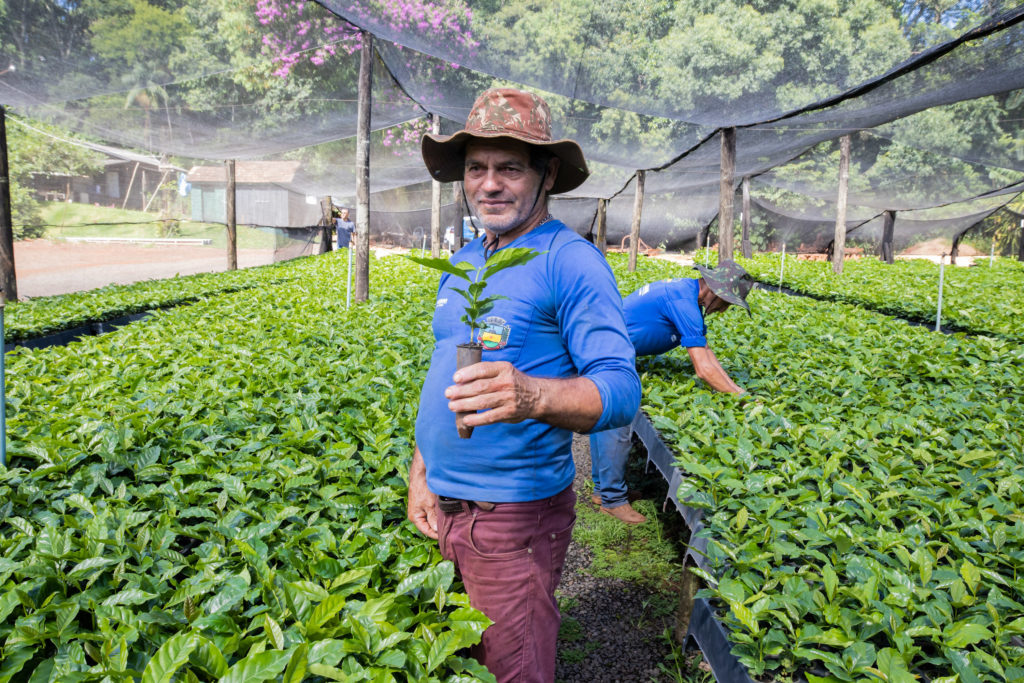 Mudas de Café-35