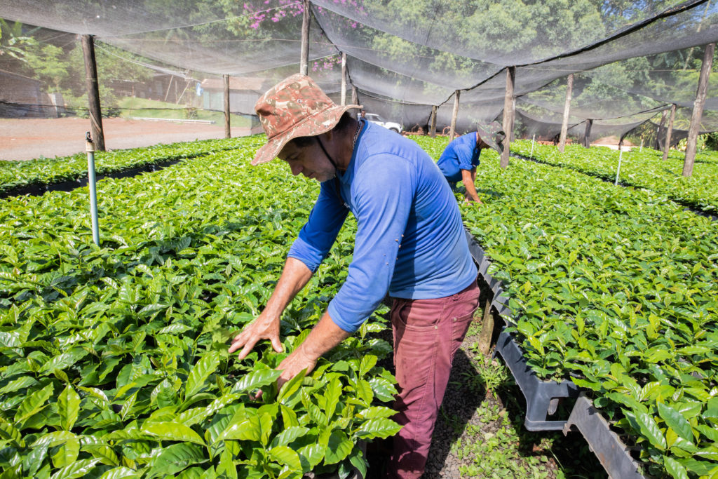 Mudas de Café-38