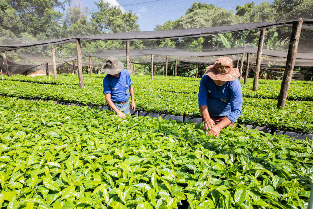 Mudas de Café-39