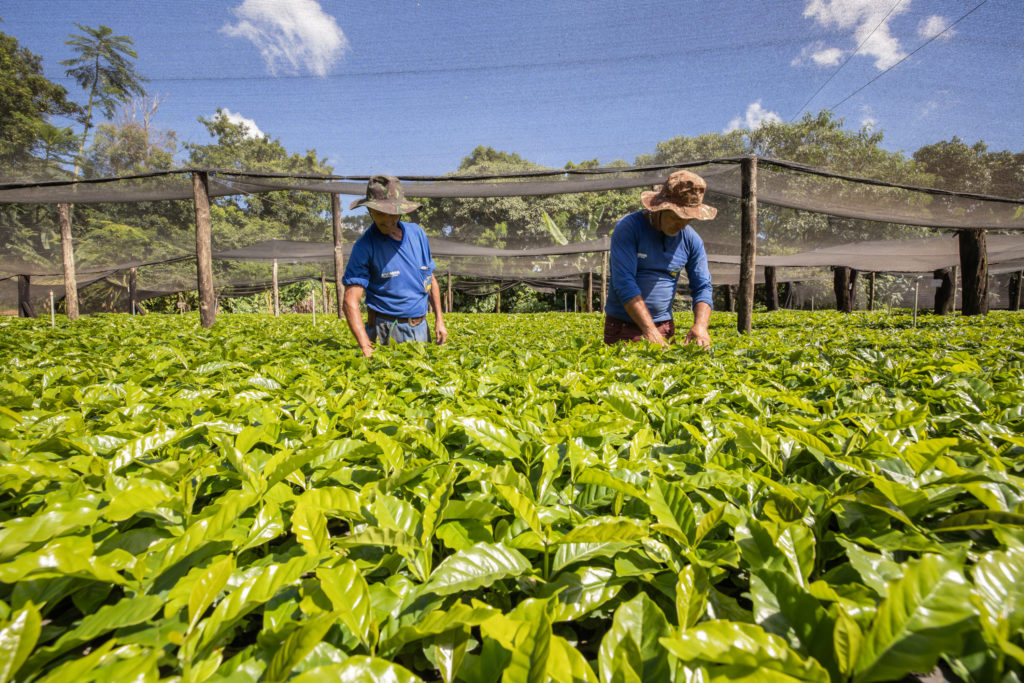 Mudas de Café-43