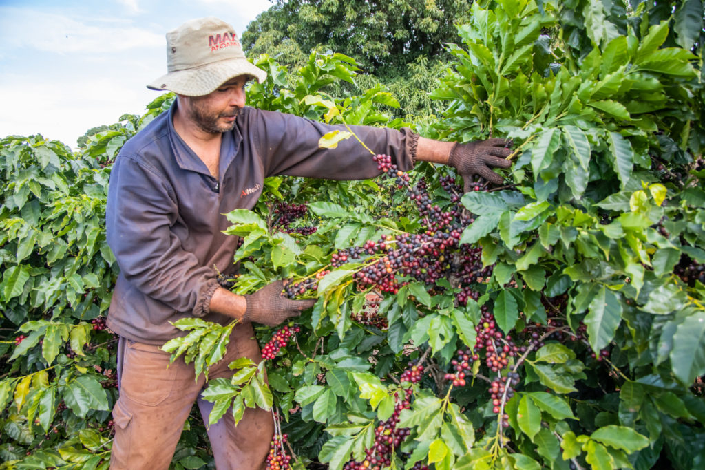 colheita_de_cafe-52-