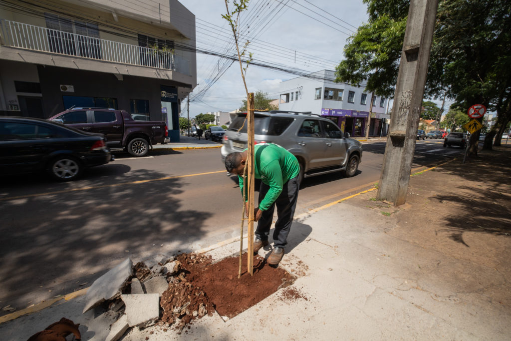 Plantio_de_arvores-45