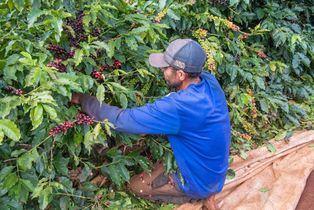 colheita_de_cafe-18-