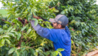 colheita_de_cafe-27-