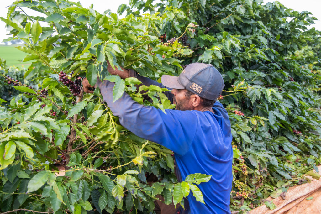 colheita_de_cafe-27-