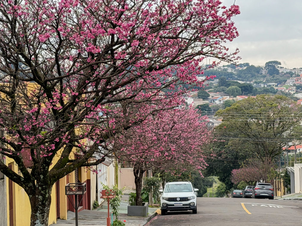 cerejeira01-8