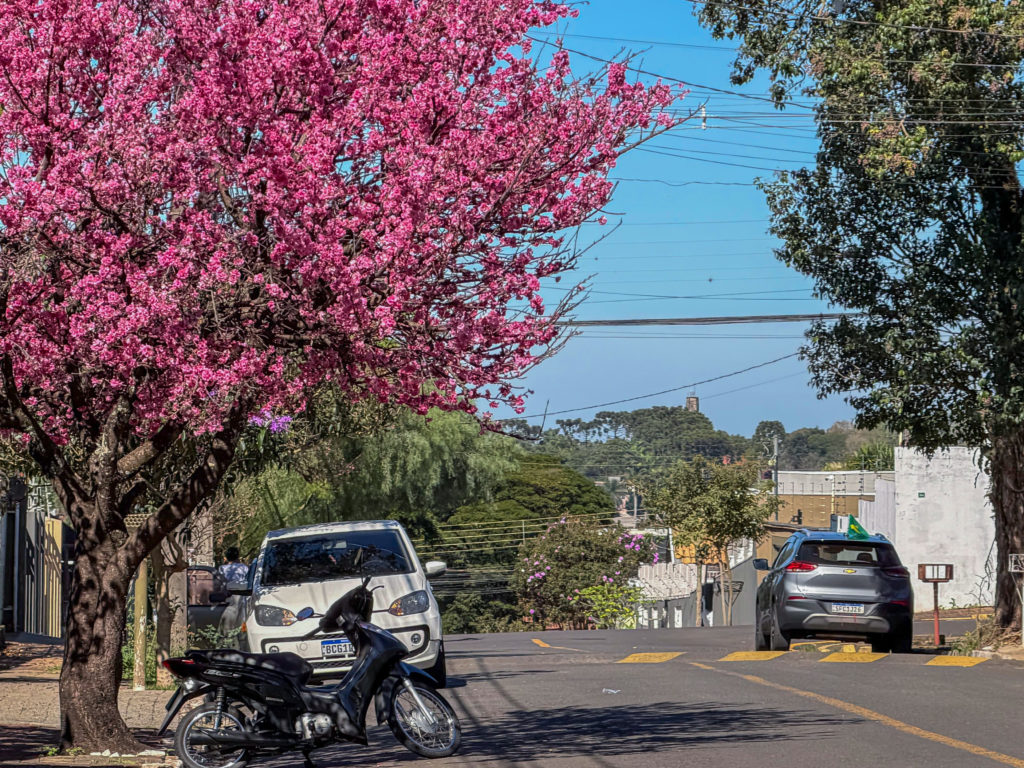 cerejeira08