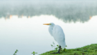 Jair_Ferreira_garca_lago_jaboti
