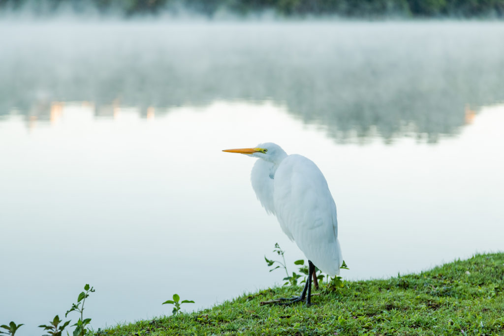 Jair_Ferreira_garca_lago_jaboti