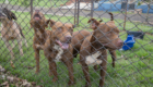 07-10-2026_cemsa_pitbull_abandonado (13)
